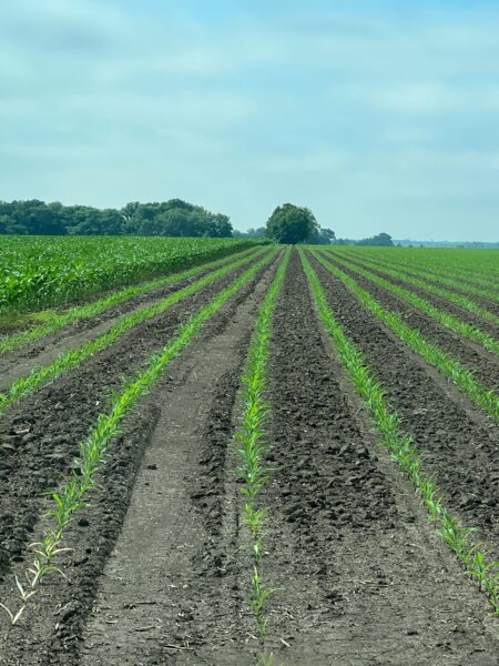 grain farming