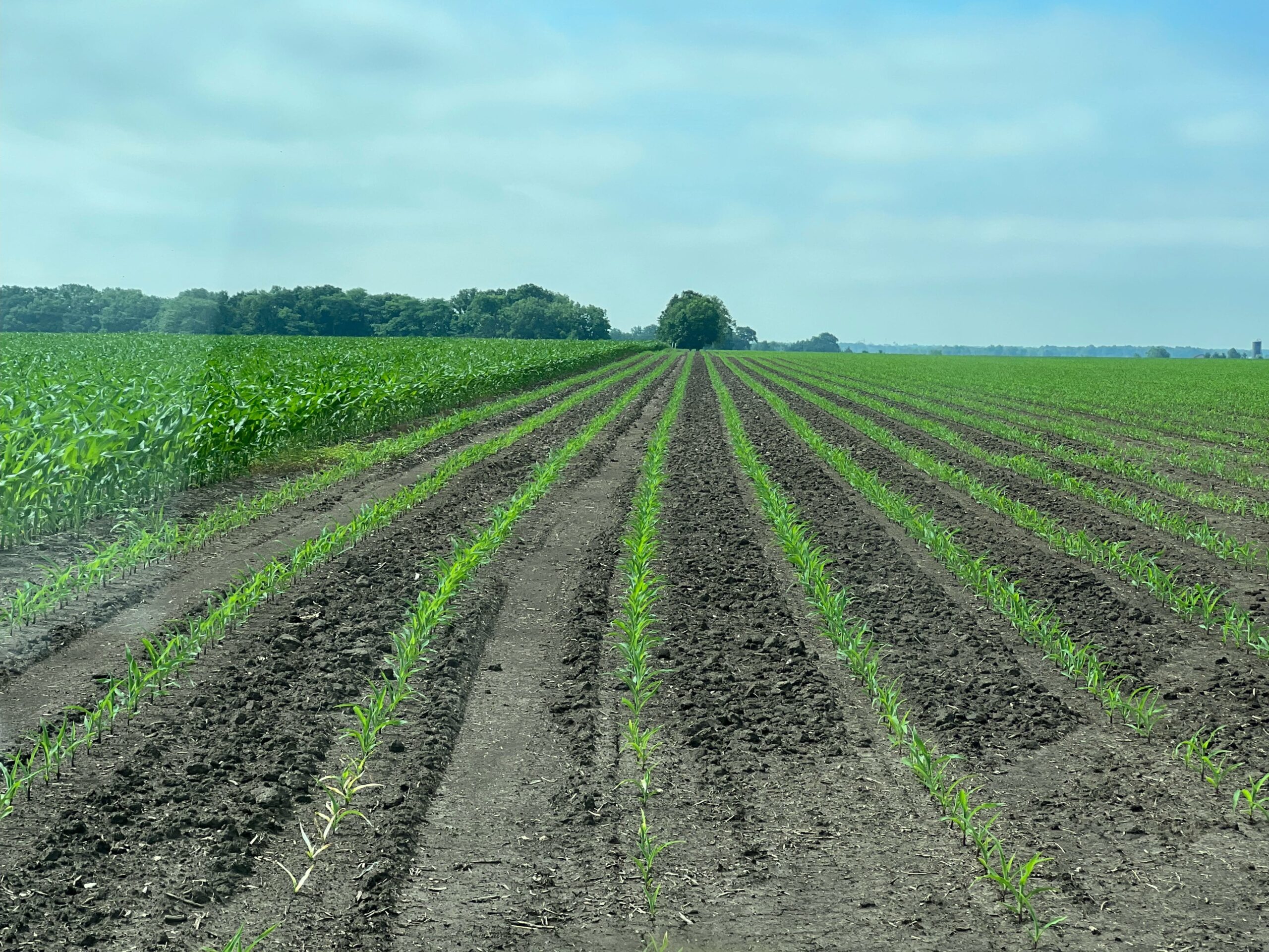 grain farming