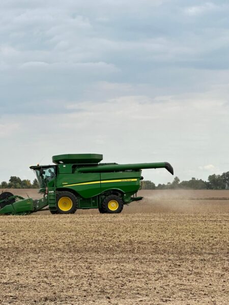 corn harvest